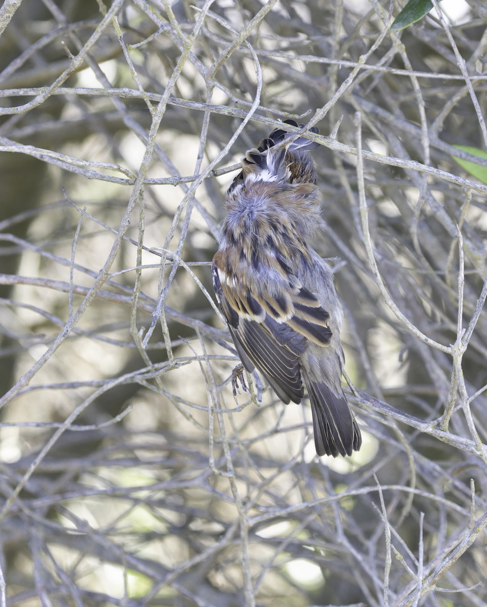 House Sparrow - ML624572944