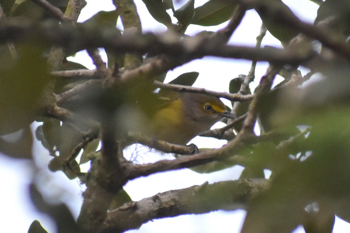 White-eyed Vireo - Claire H