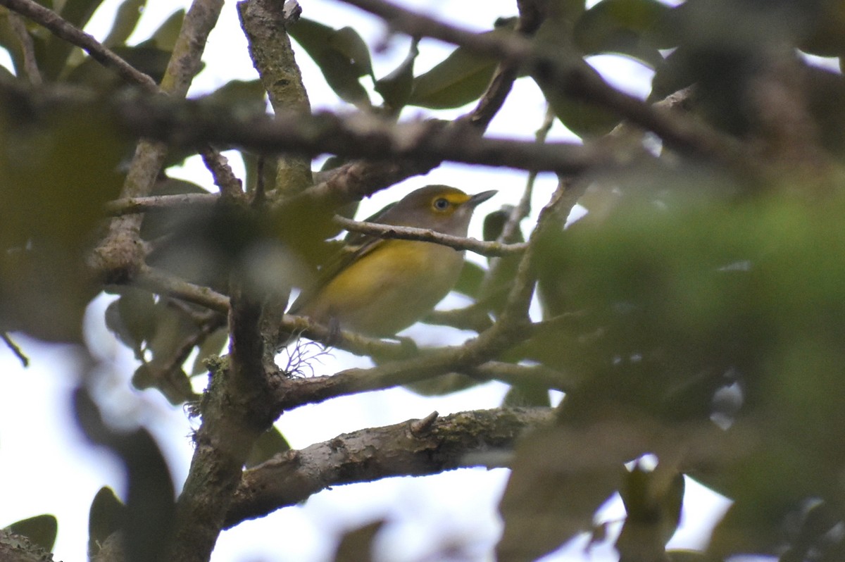 Vireo Ojiblanco - ML624572962