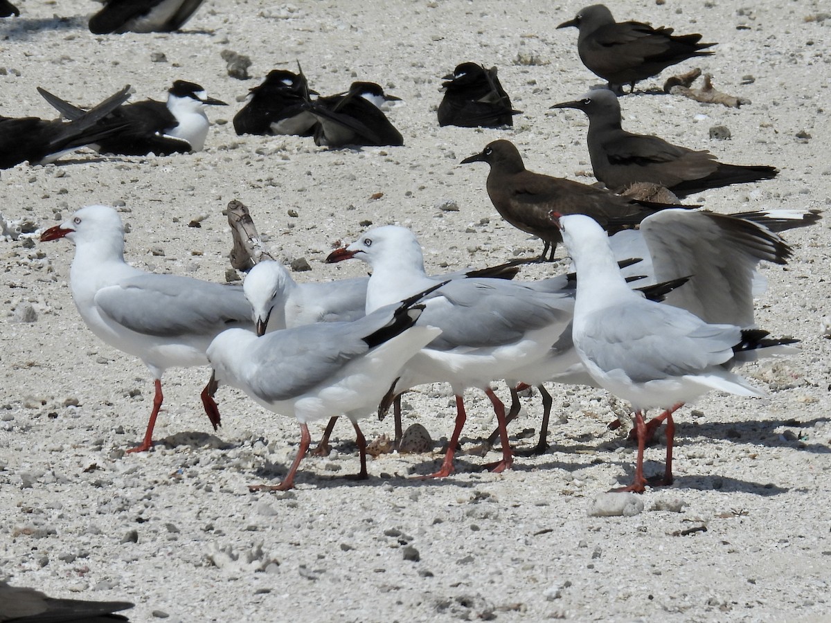 Gaviota Plateada - ML624572966