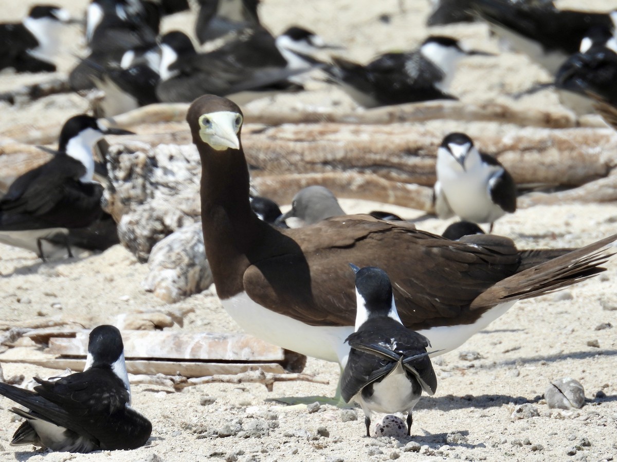 Brown Booby - ML624572975