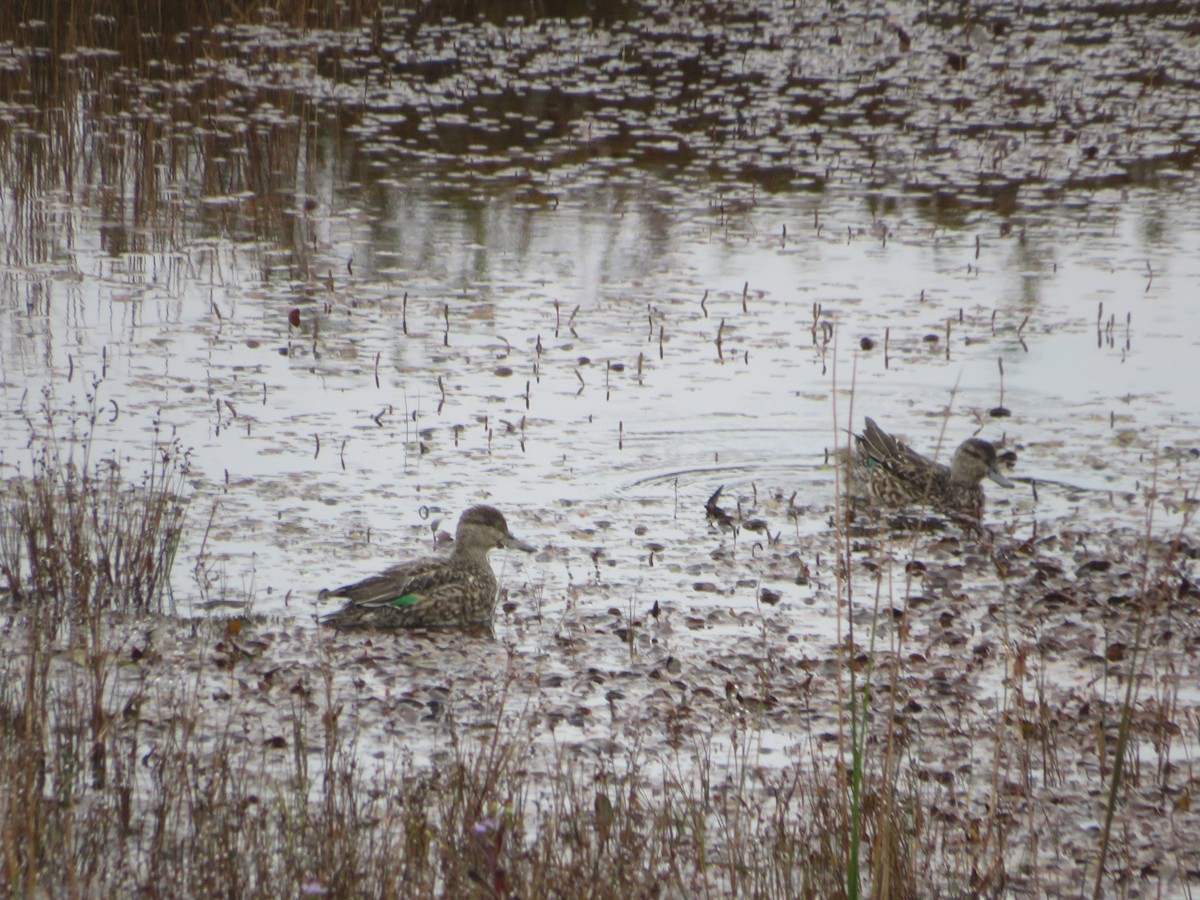 Green-winged Teal - ML624572985