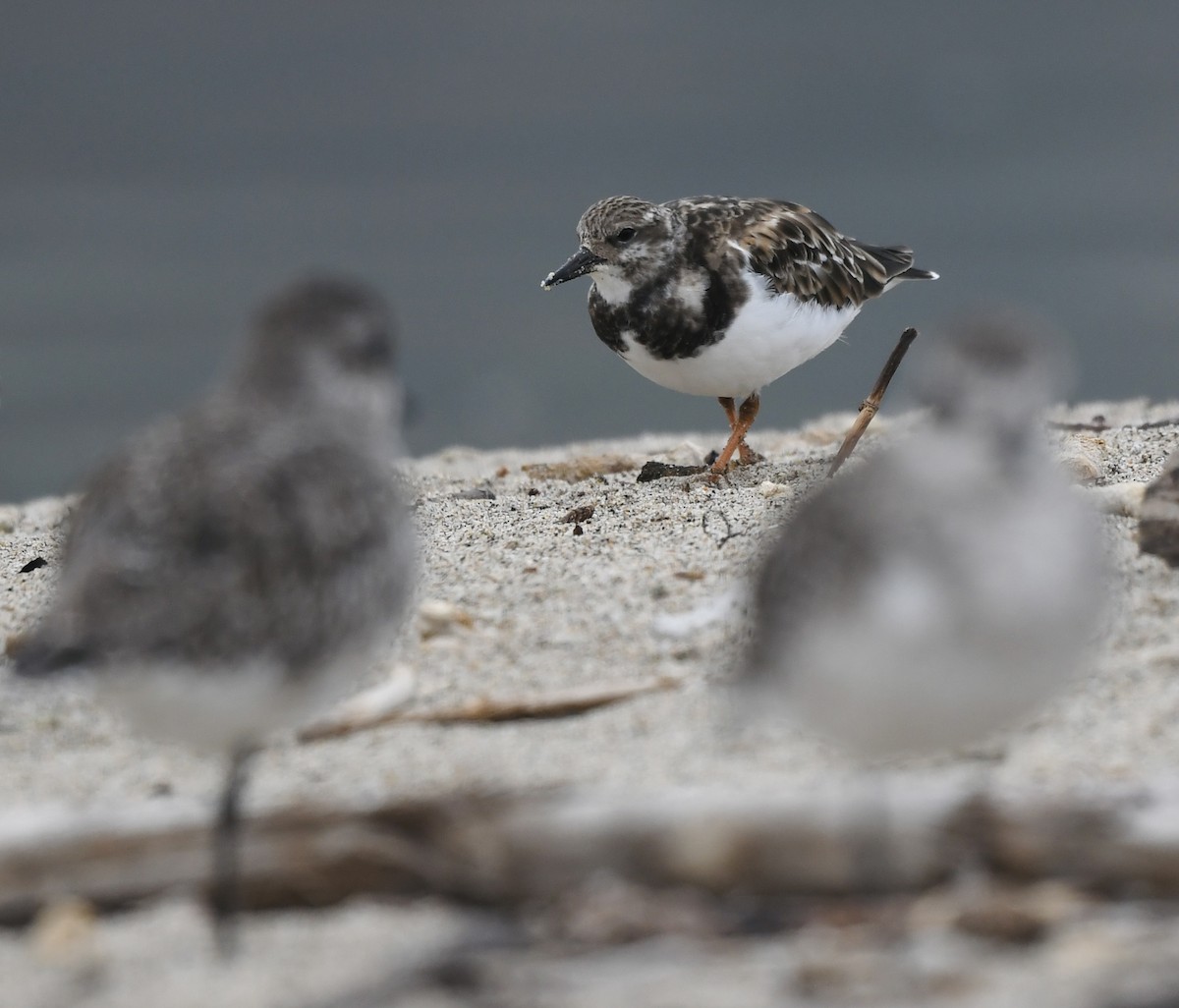 Ruddy Turnstone - ML624573008