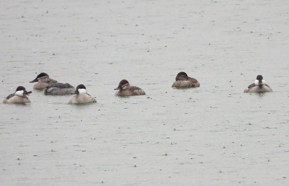 Ruddy Duck - ML624573009