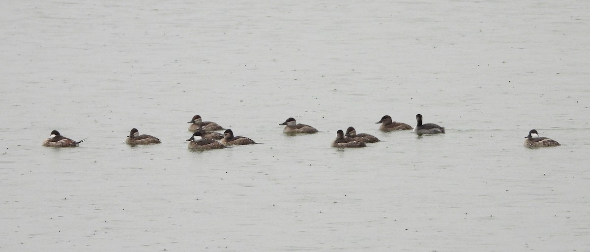 Ruddy Duck - ML624573010