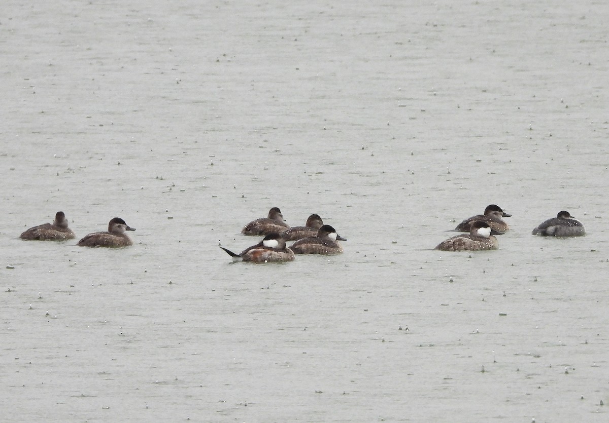 Ruddy Duck - ML624573013