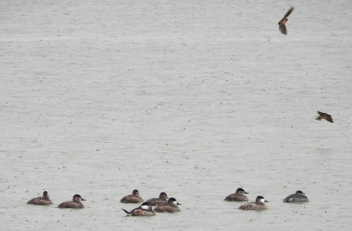 Ruddy Duck - ML624573014