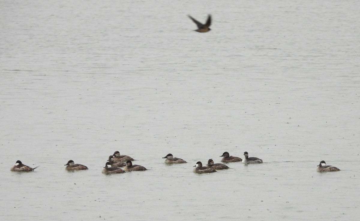 Ruddy Duck - ML624573015
