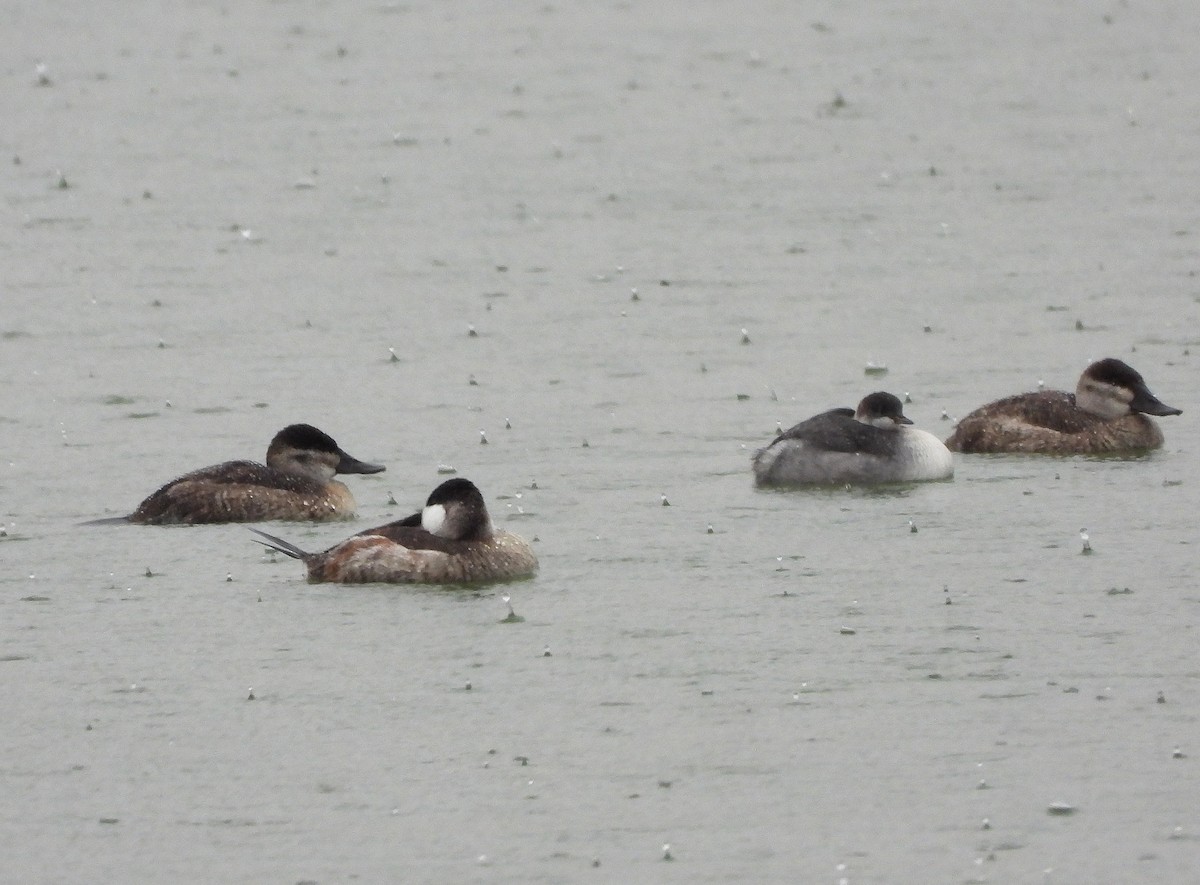 Eared Grebe - ML624573030