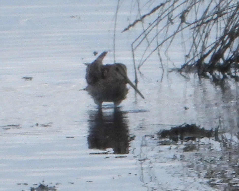 Latham's Snipe - ML624573034