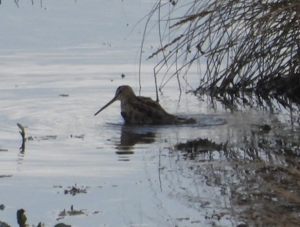 Latham's Snipe - ML624573035