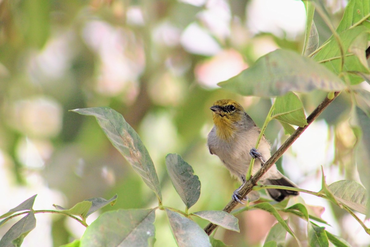 Verdin - Julio Ruiz