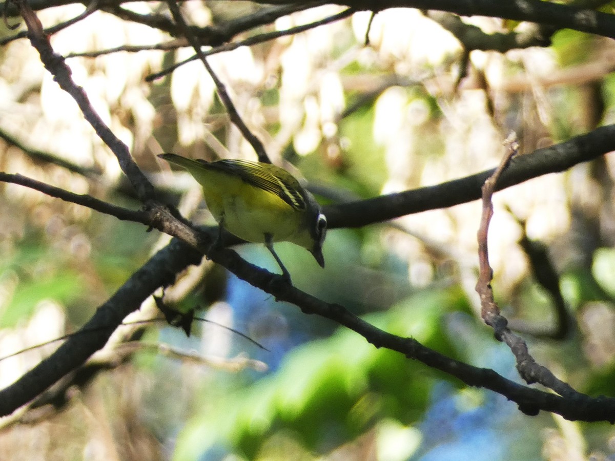 Blue-headed Vireo - ML624573041