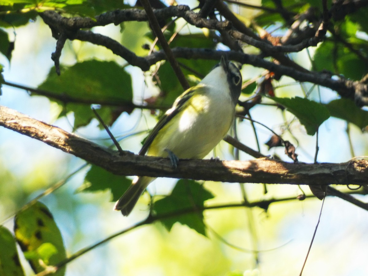 Blue-headed Vireo - ML624573042