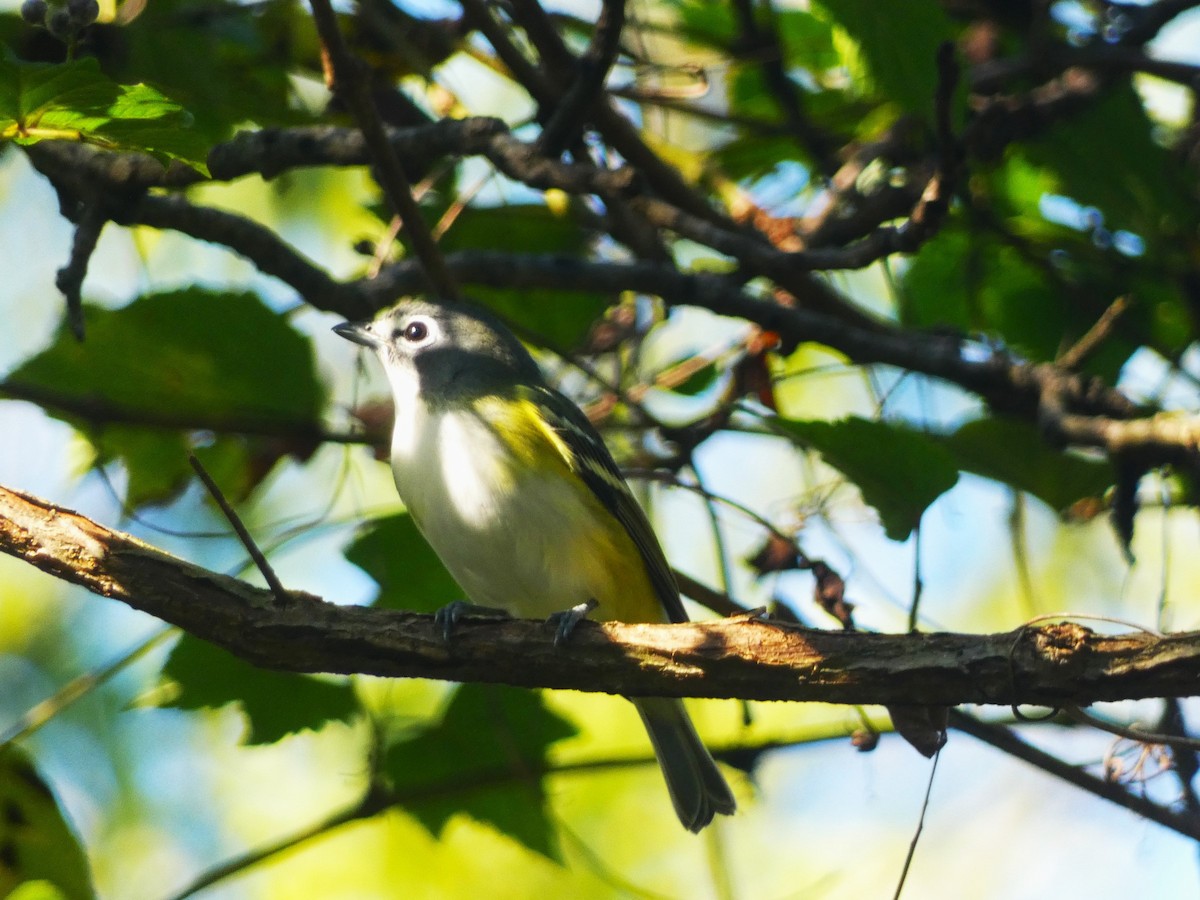 Blue-headed Vireo - ML624573043