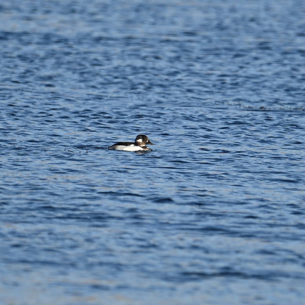 Bufflehead - ML624573046