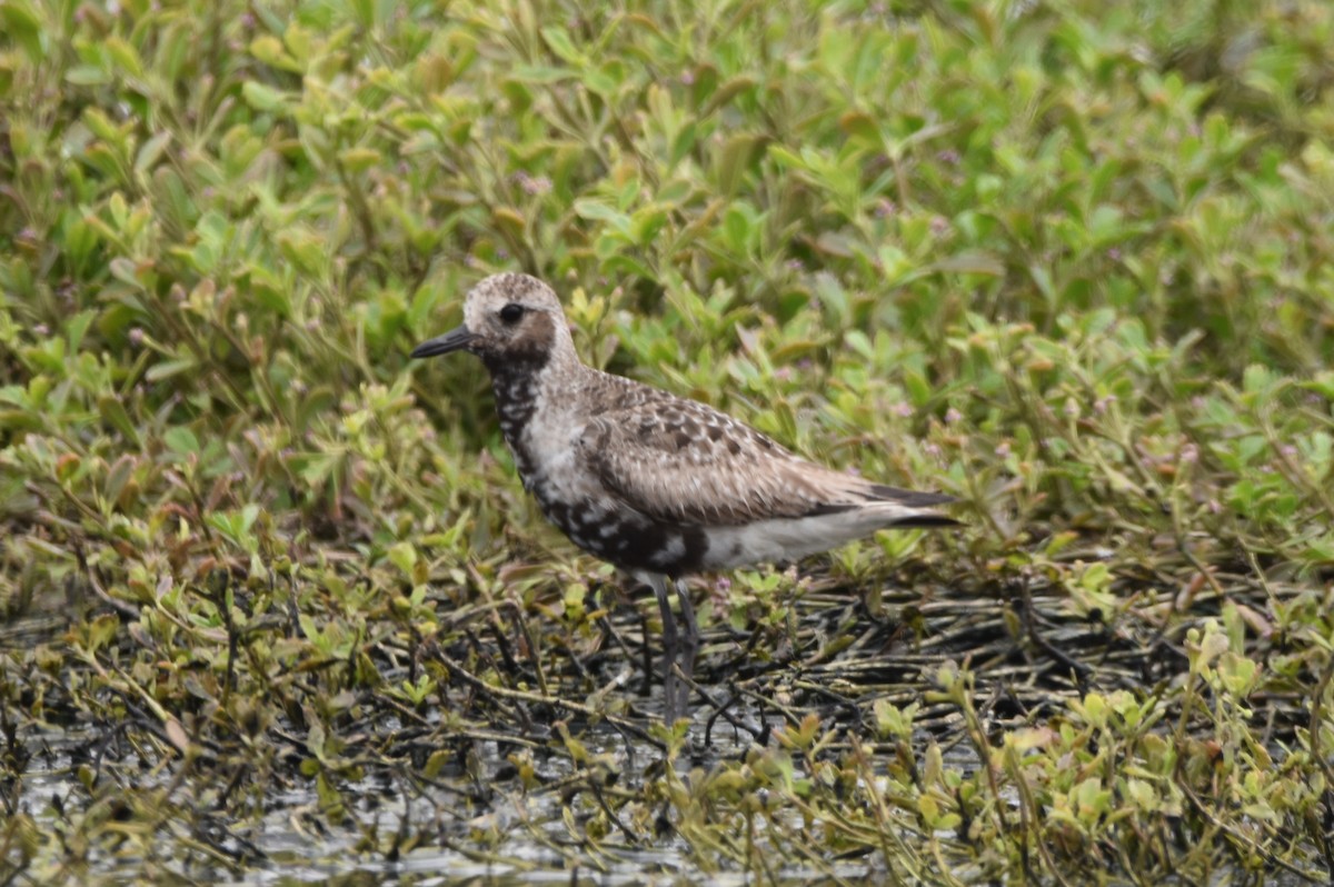 Black-bellied Plover - Alejandro Arana