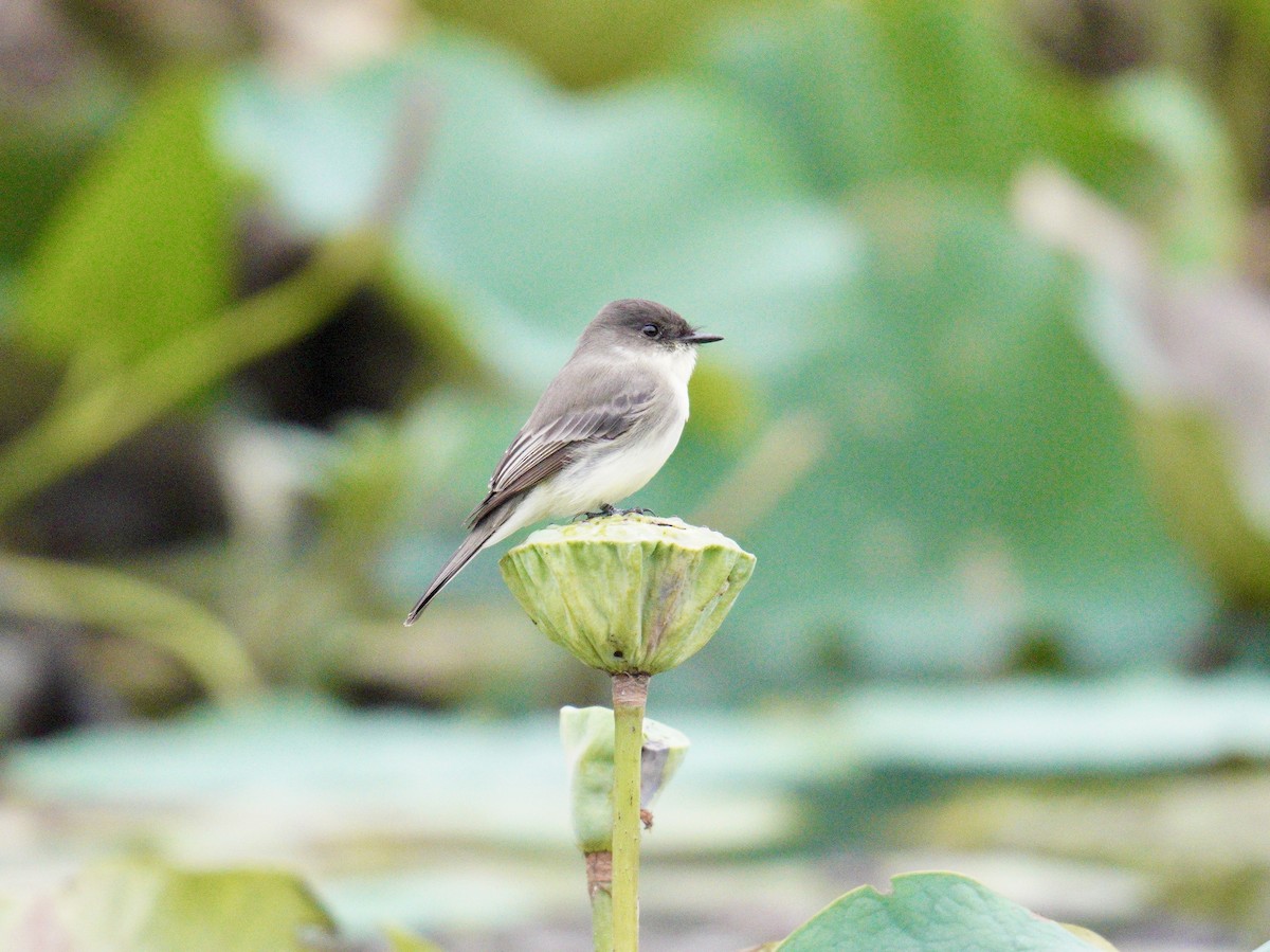 Eastern Phoebe - Julia Gross