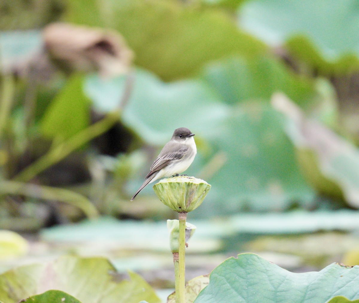 Eastern Phoebe - ML624573050