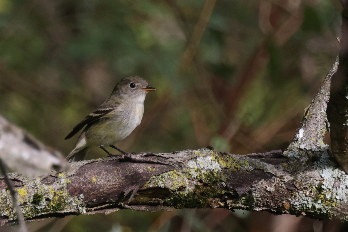 Least Flycatcher - ML624573051