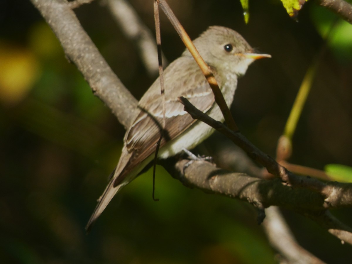 Eastern Wood-Pewee - ML624573053