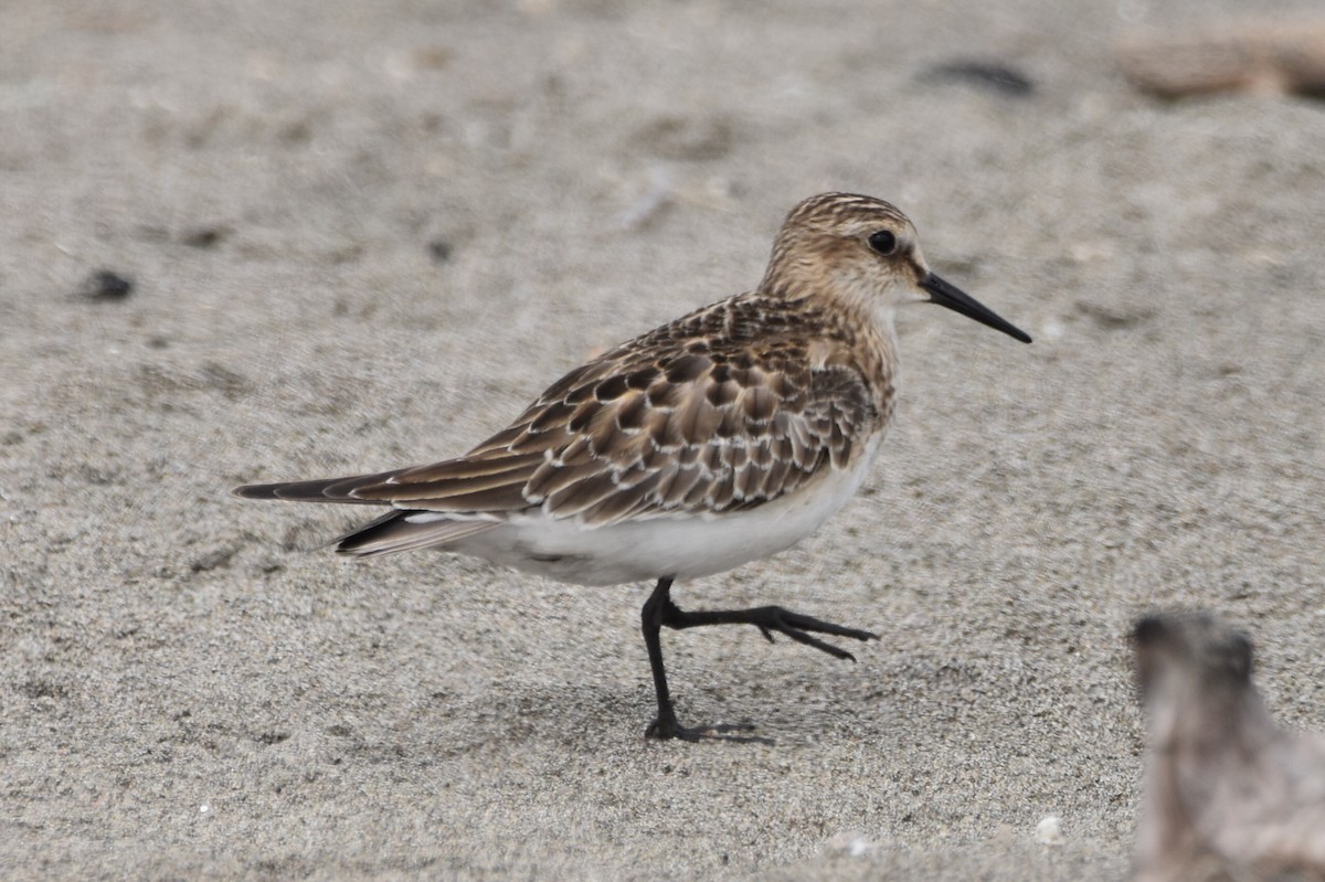 Baird's Sandpiper - ML624573054