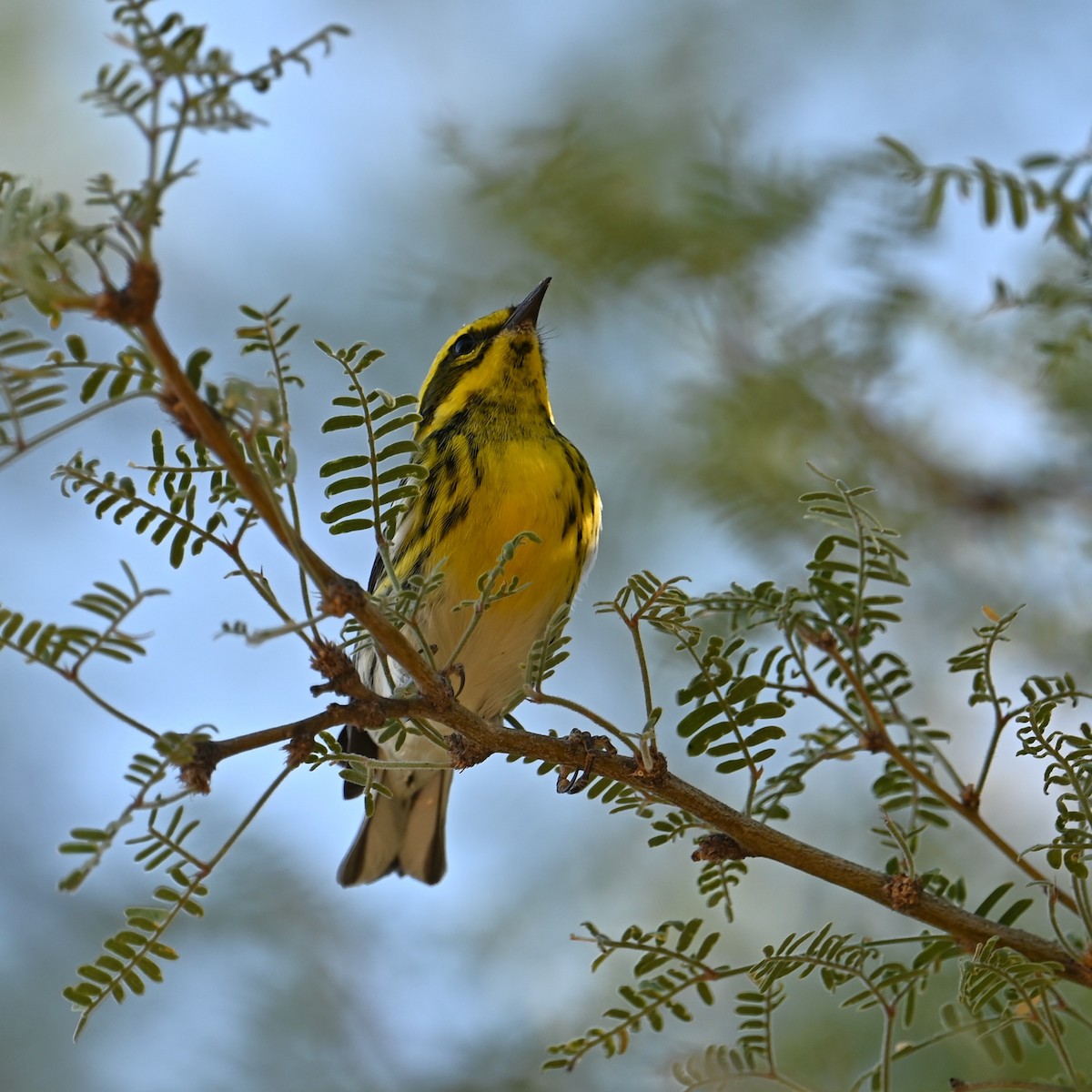 Townsend's Warbler - ML624573058