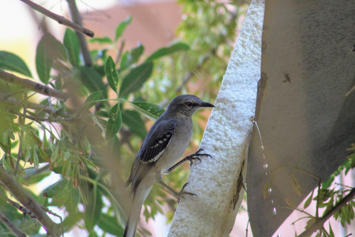 Northern Mockingbird - ML624573060