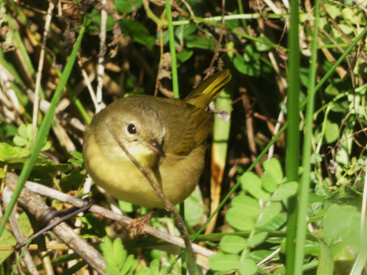 Common Yellowthroat - ML624573066