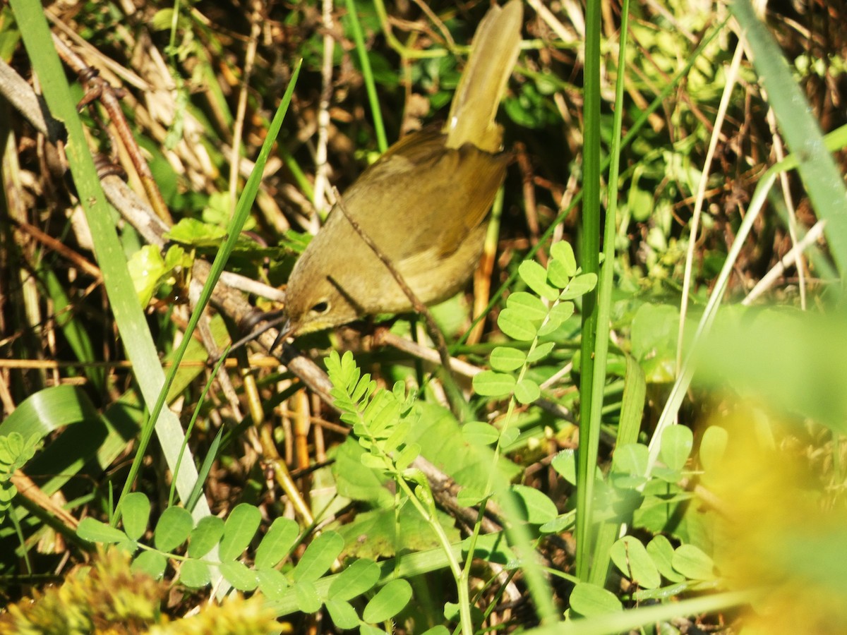 Common Yellowthroat - ML624573067