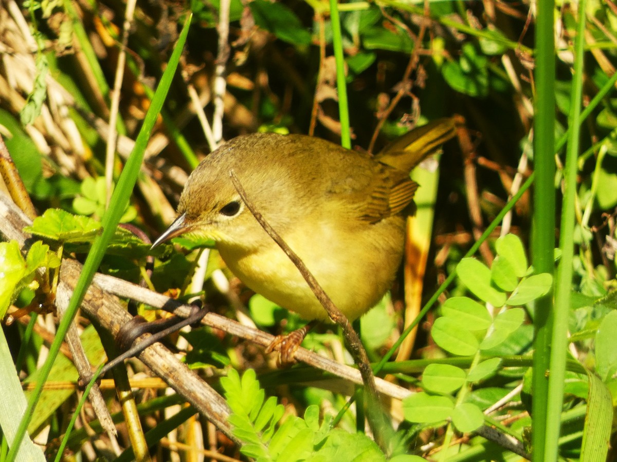 Common Yellowthroat - ML624573068