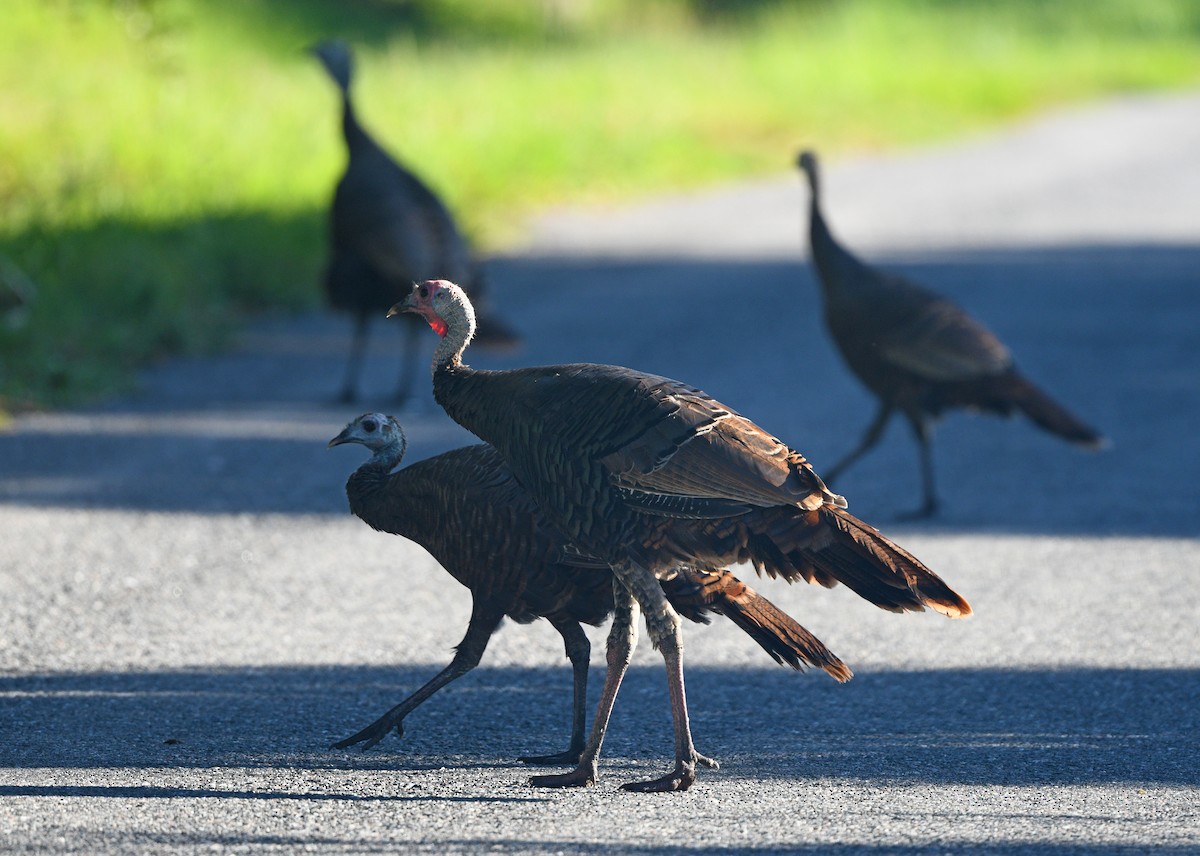 Wild Turkey - Elizabeth Hawkins