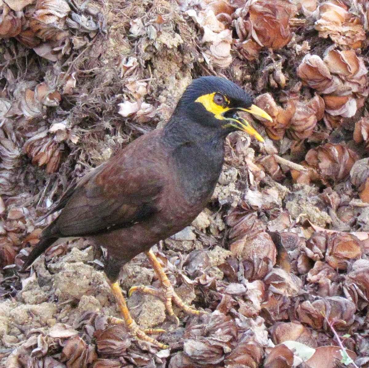 Common Myna - ML624573112