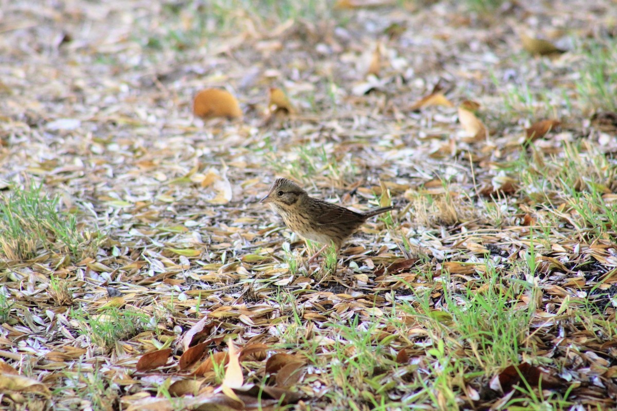 Lincoln's Sparrow - Julio Ruiz