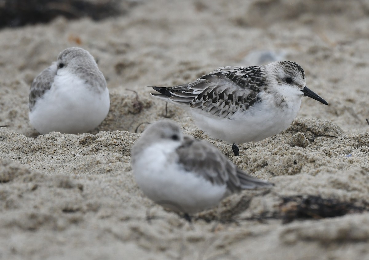 Sanderling - ML624573141