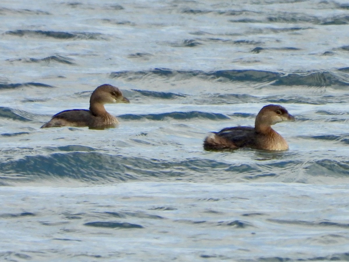 Pied-billed Grebe - ML624573154