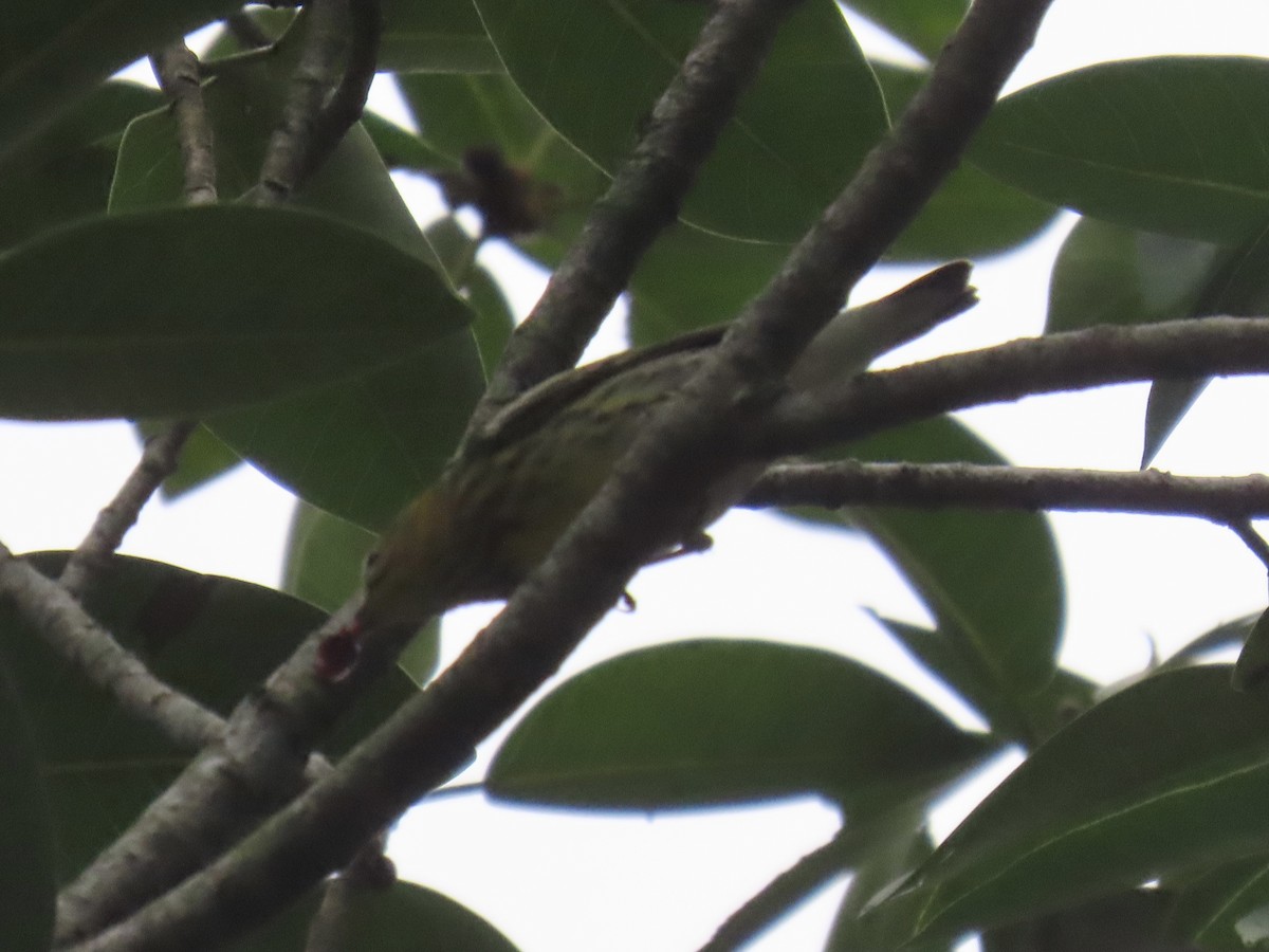 Cape May Warbler - ML624573172