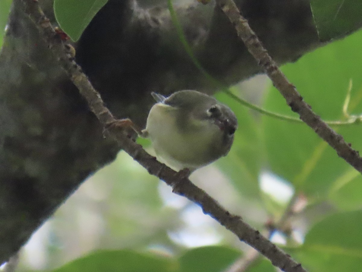 Black-throated Blue Warbler - ML624573192