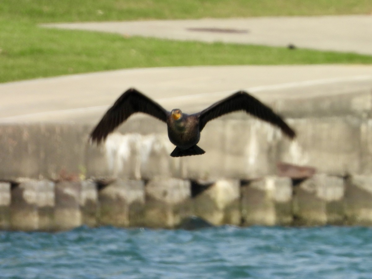 Double-crested Cormorant - ML624573195