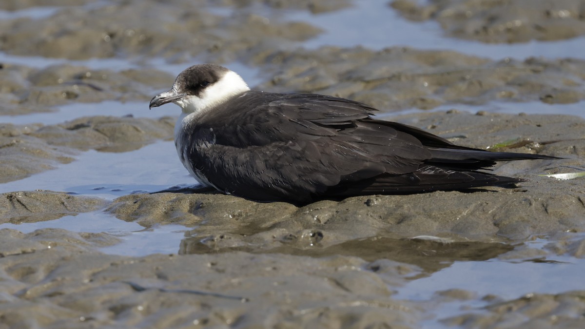 Parasitic Jaeger - ML624573196