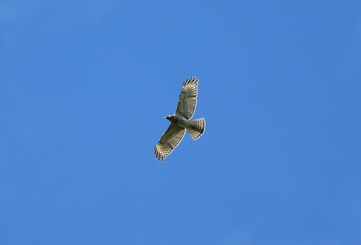 Red-shouldered Hawk - ML624573197