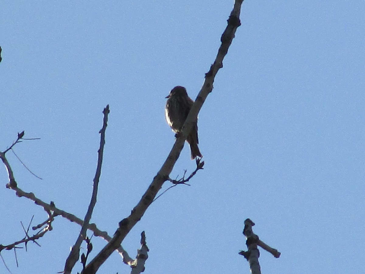 Pine Siskin - ML624573199