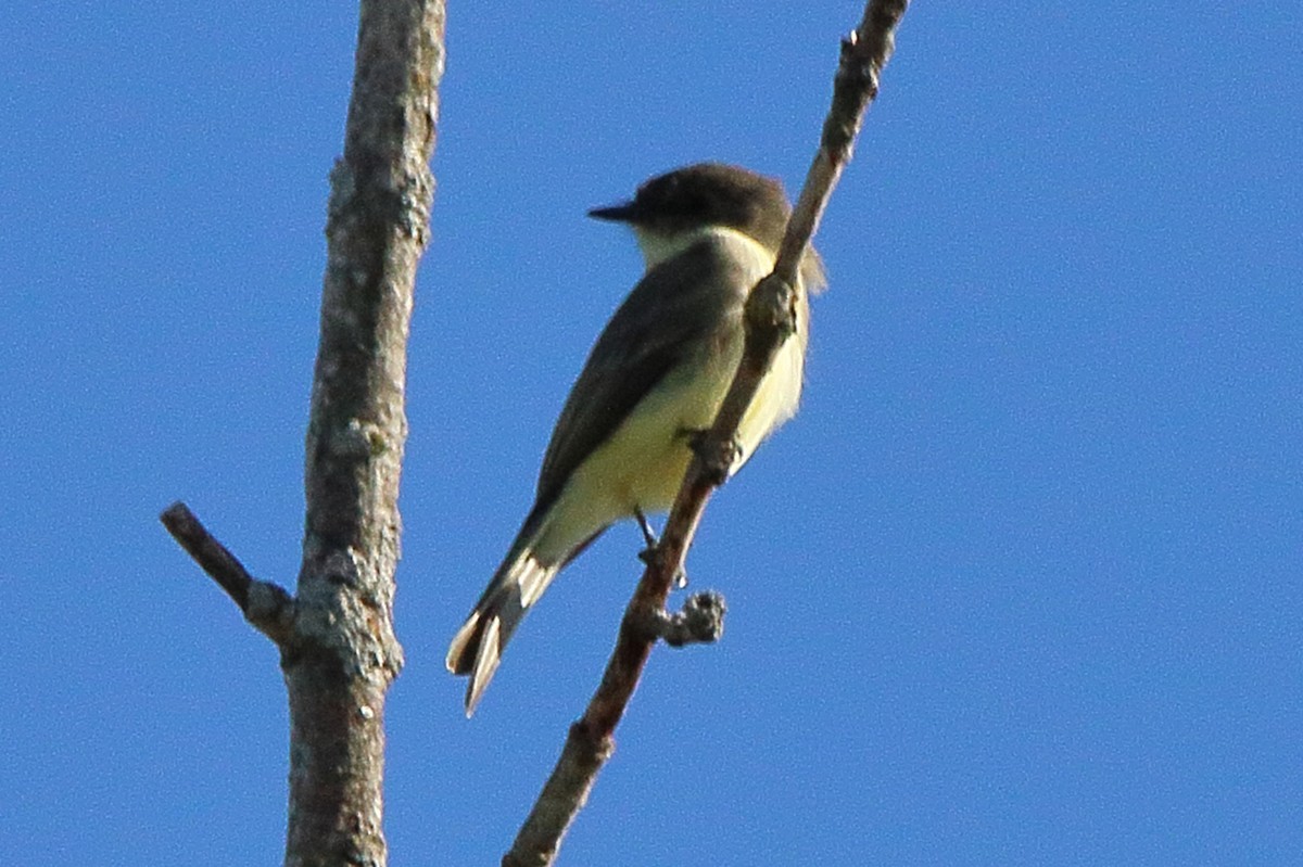 Eastern Phoebe - ML624573200