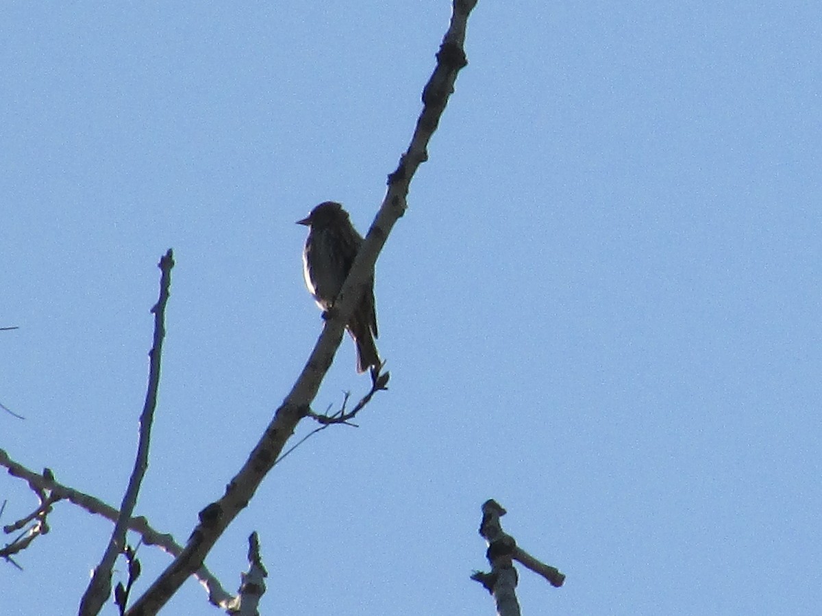 Pine Siskin - ML624573201