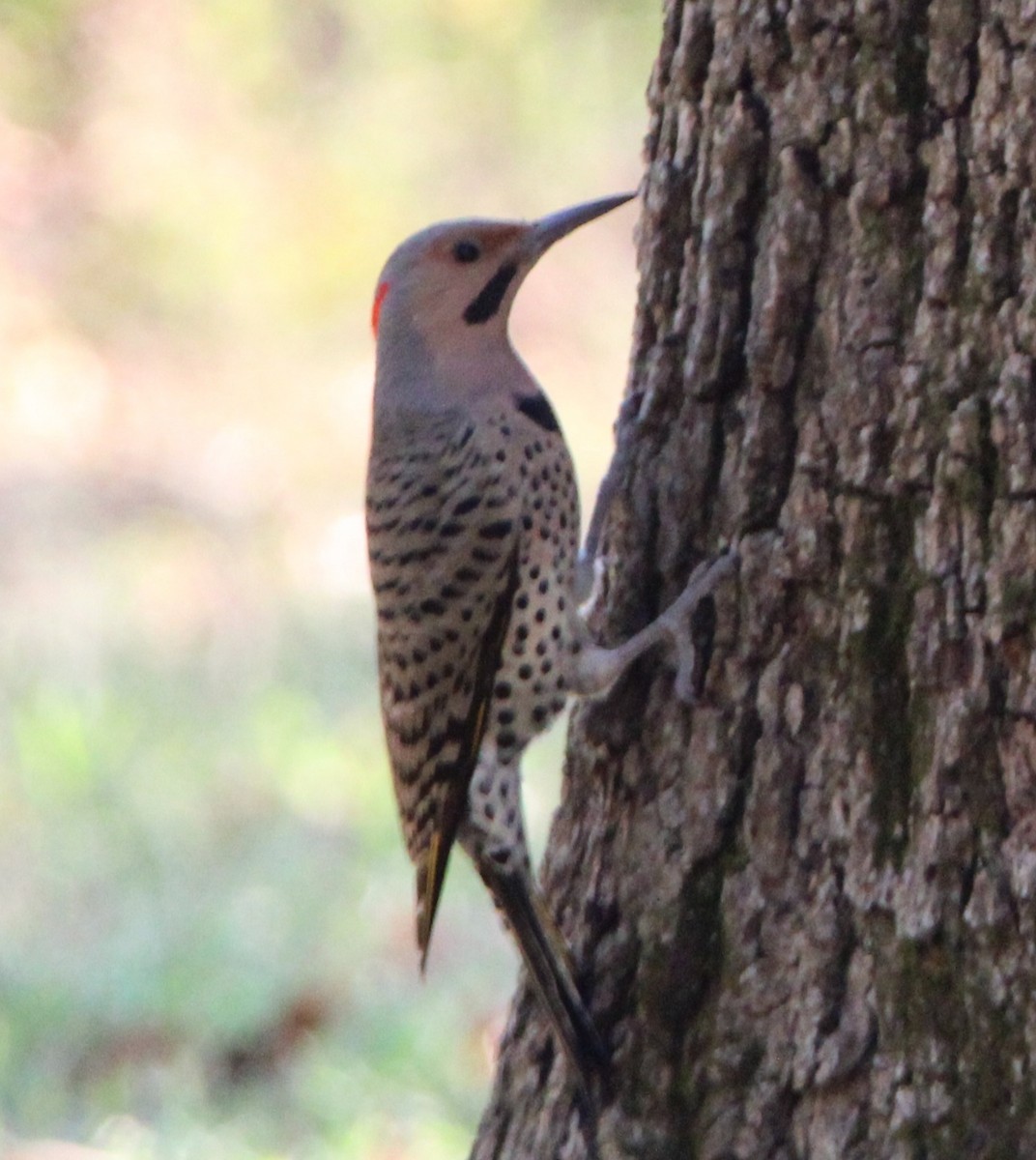 Northern Flicker - ML624573203