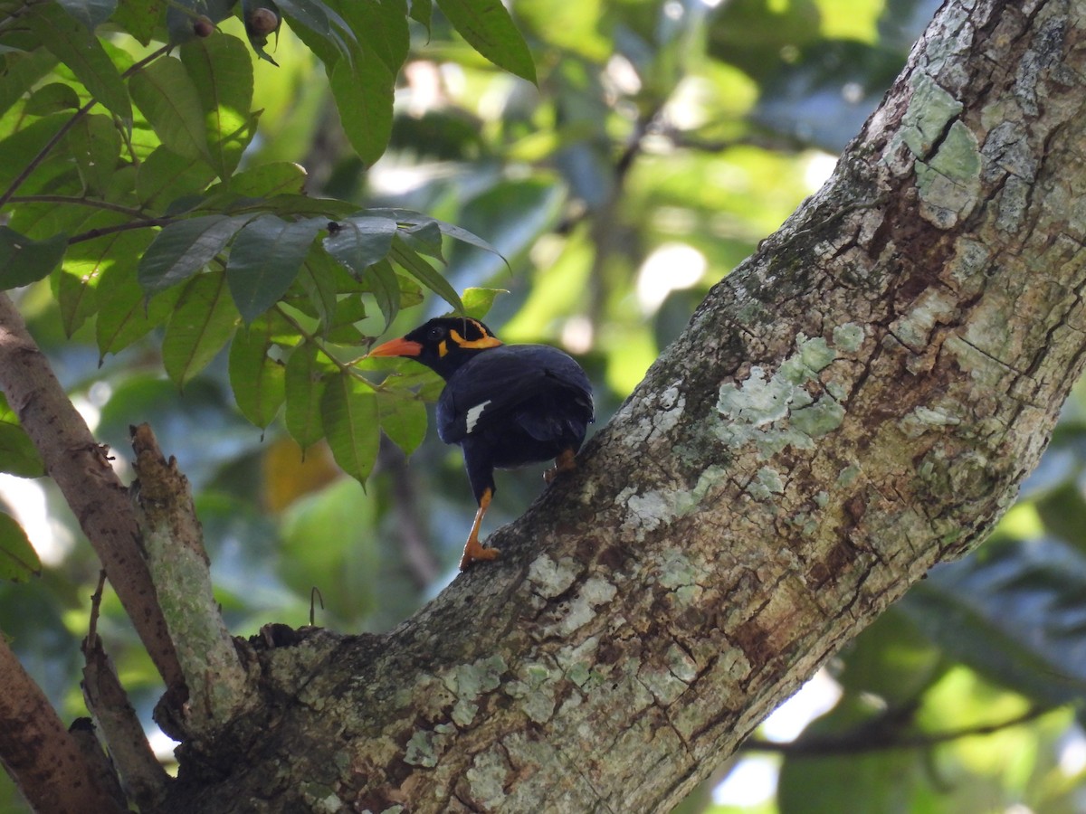 Southern Hill Myna - ML624573204