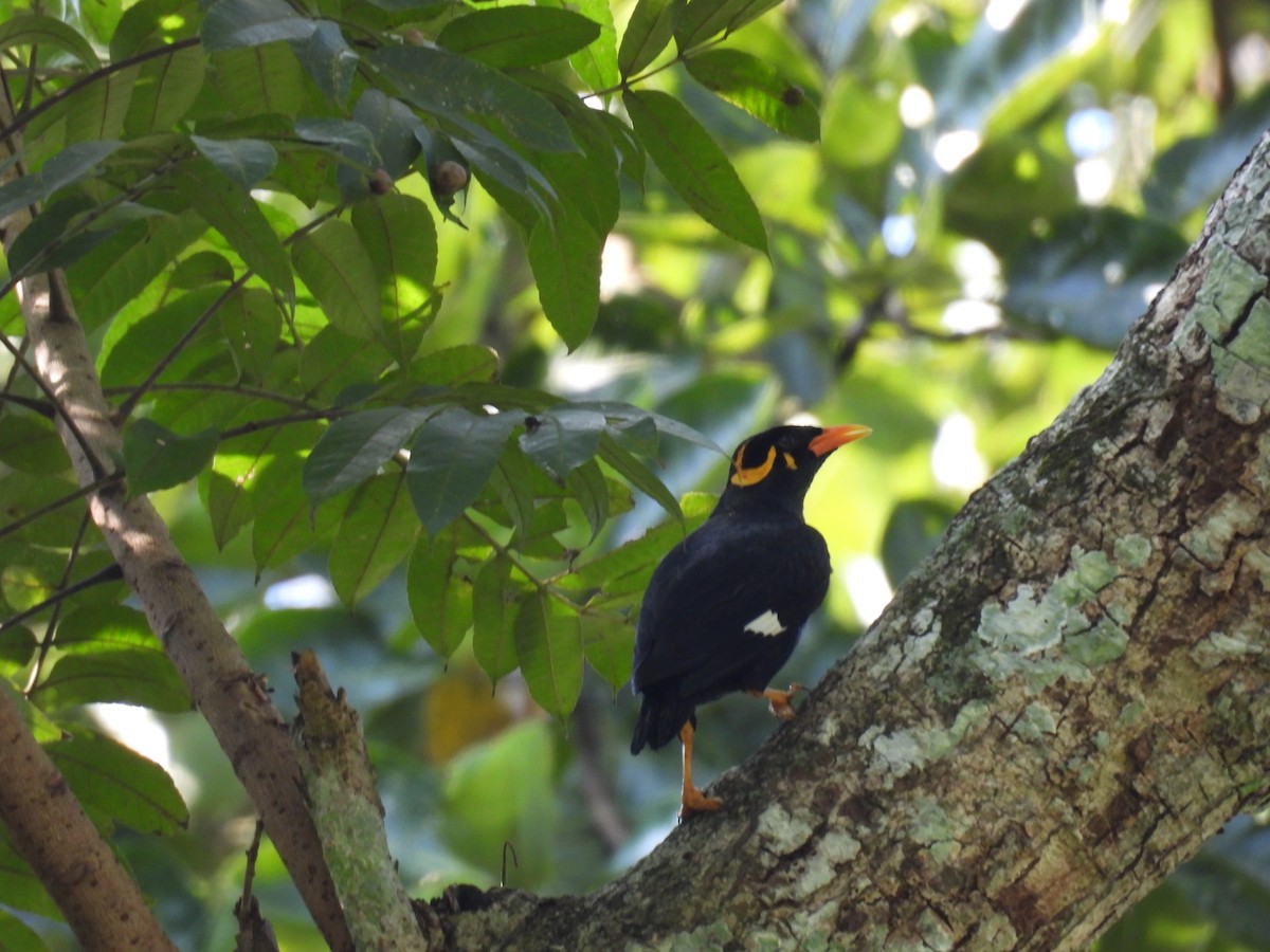 Southern Hill Myna - ML624573205