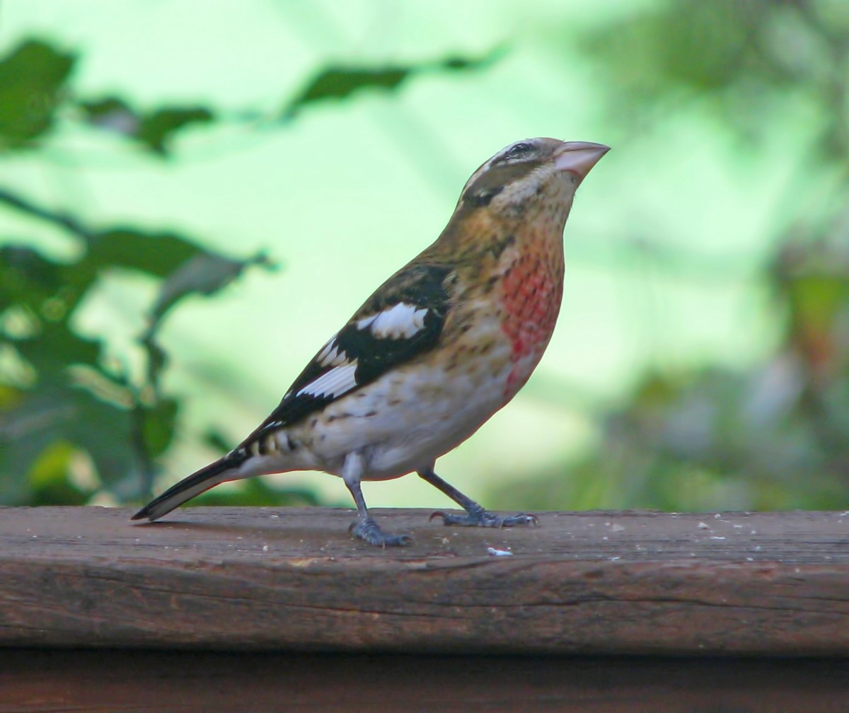 Rose-breasted Grosbeak - ML624573206