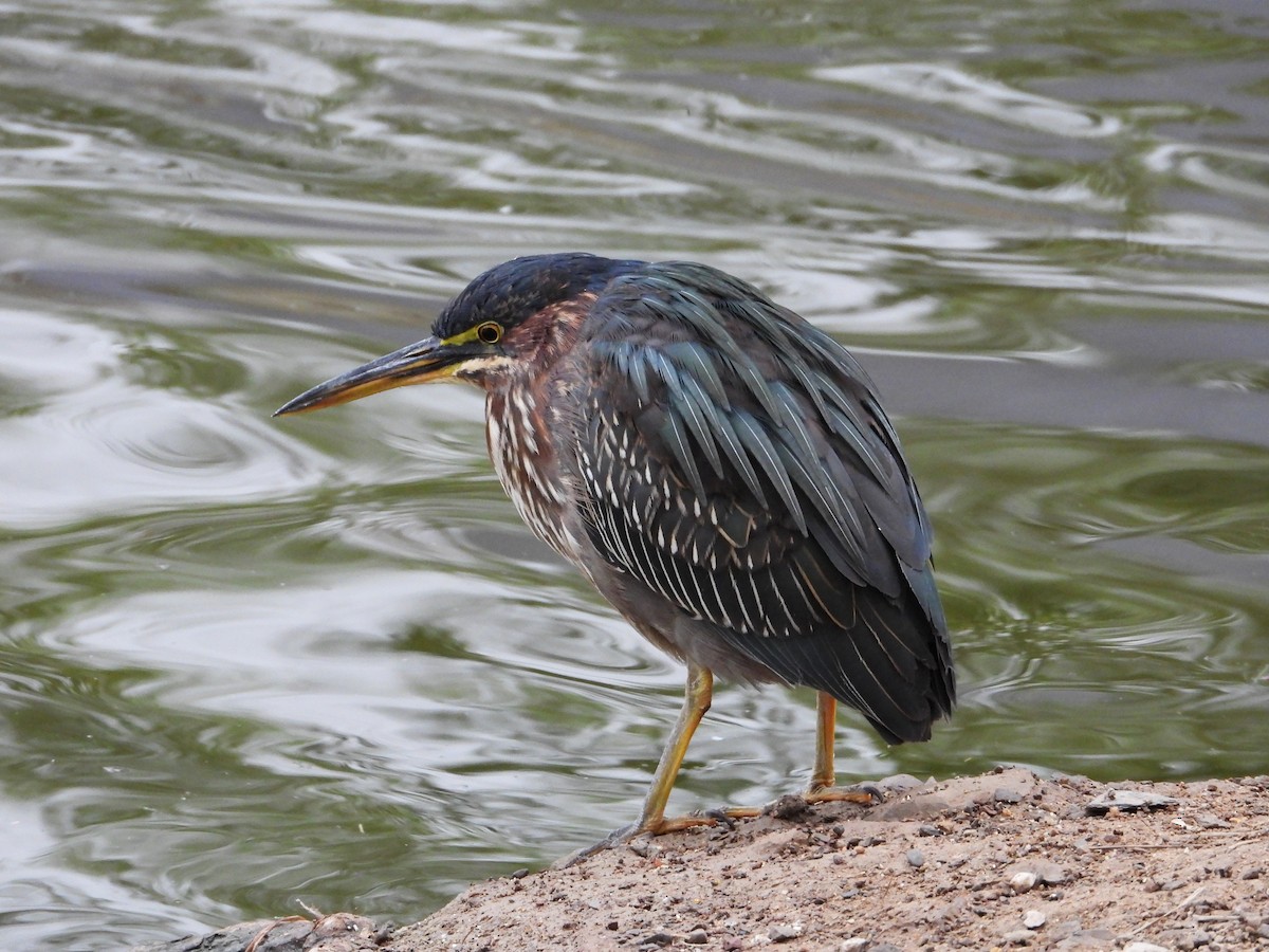 Green Heron - ML624573207