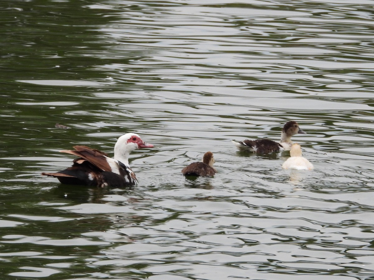 Muscovy Duck (Domestic type) - ML624573208